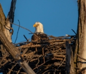 2023 02 11 RedwingEagles 033